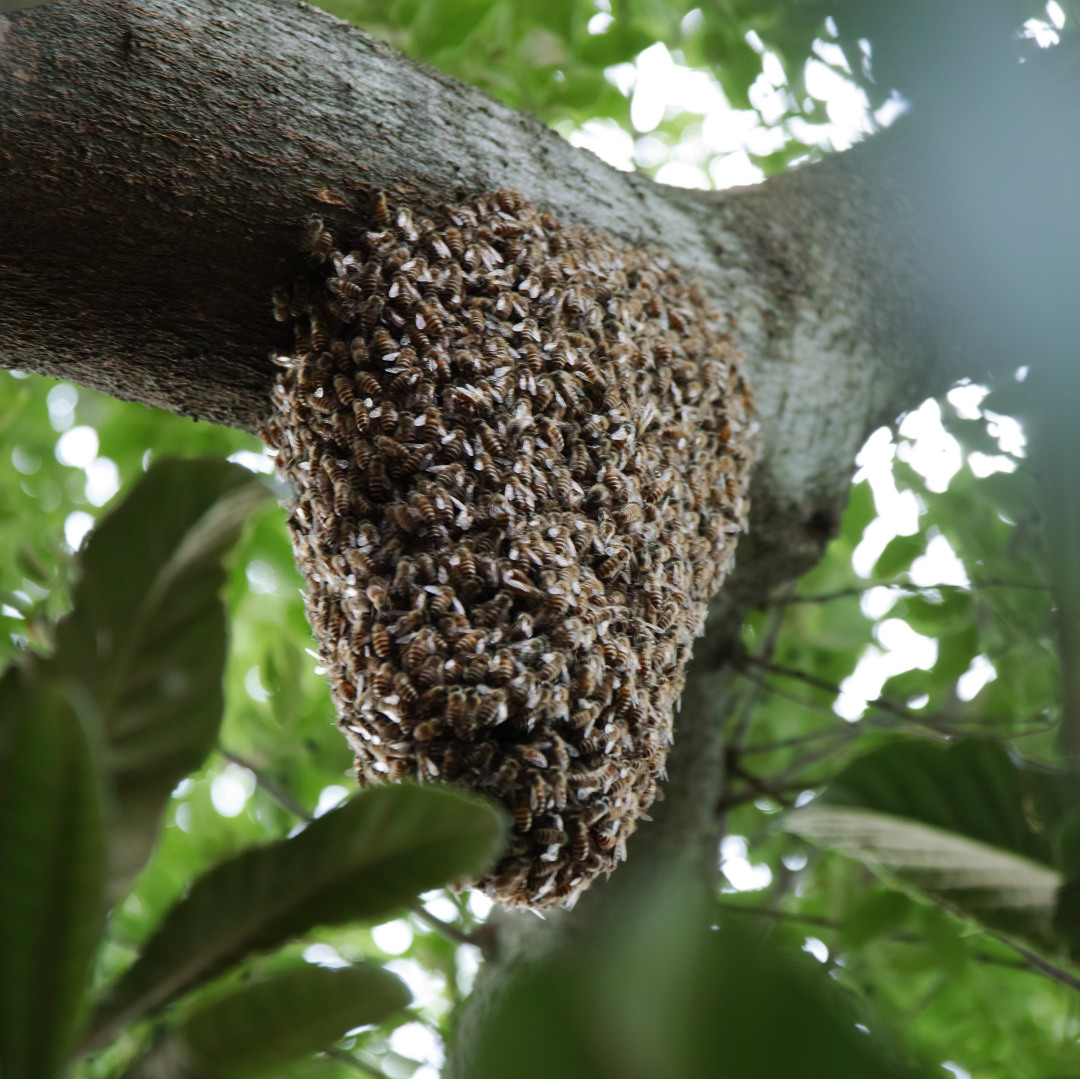 蜂球 – 東京賢治シュタイナー学校
