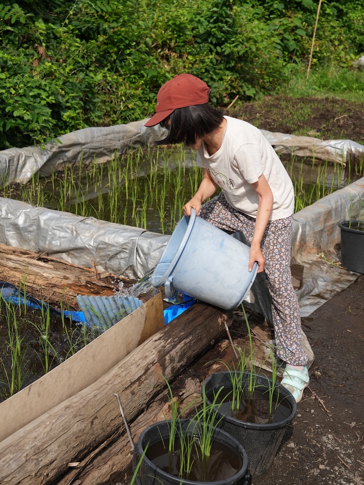 3年　田んぼ　水やり５　