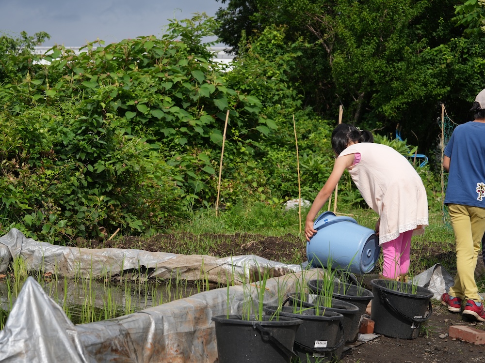 3年　田んぼ　水やり３