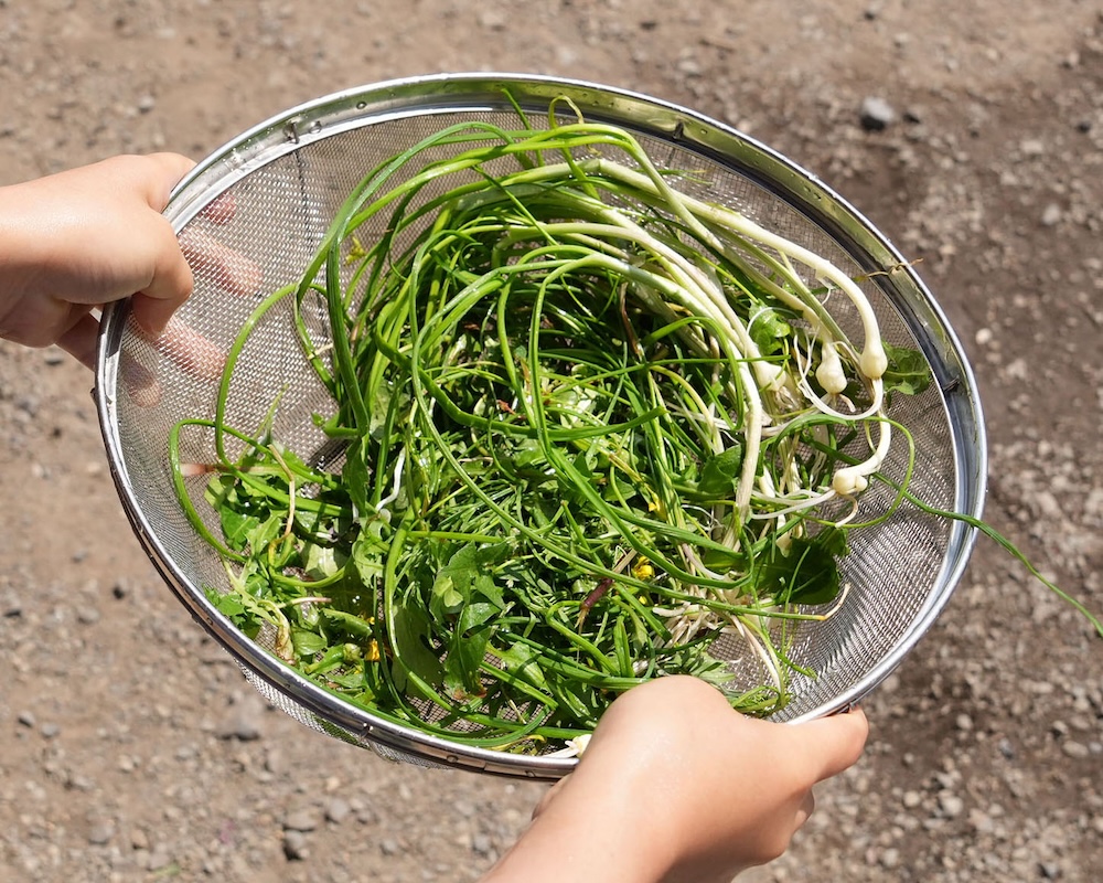 3年 野草2