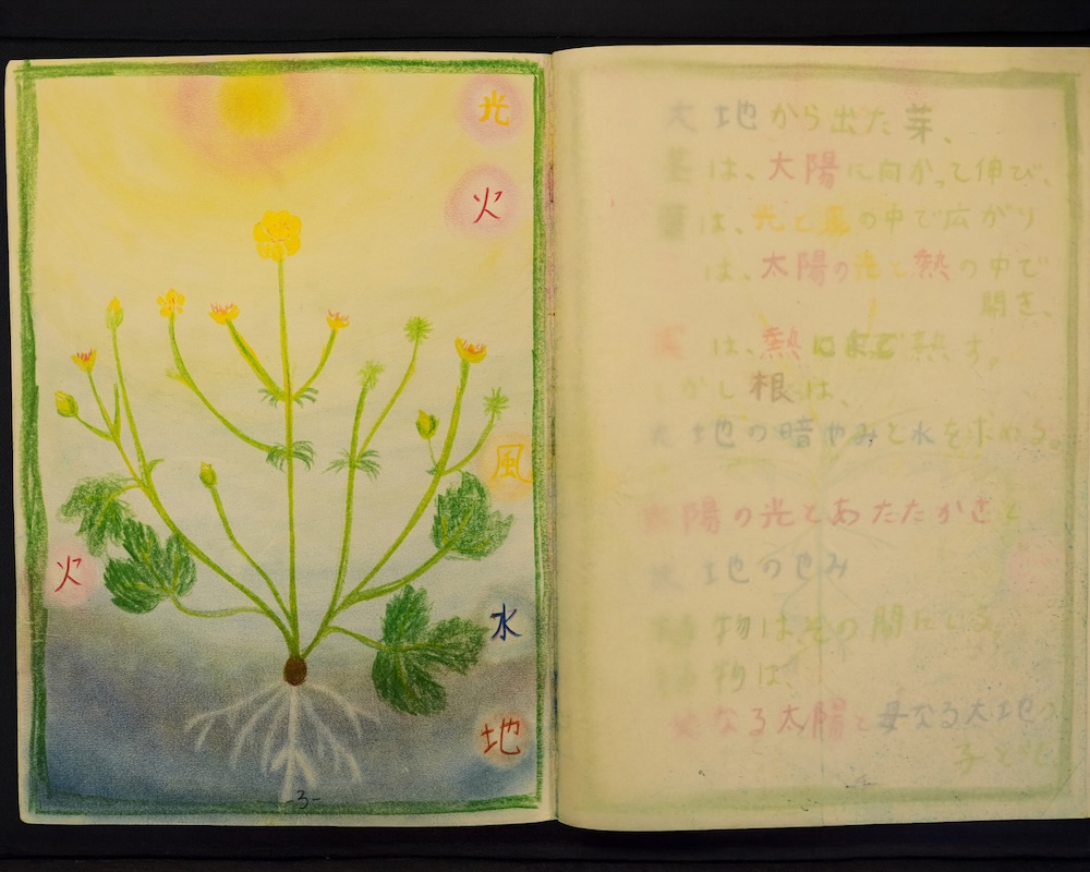 ５年　理科　植物学　エポックノート