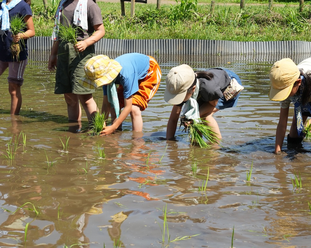 3年 ガニガラ田んぼ 田植え4