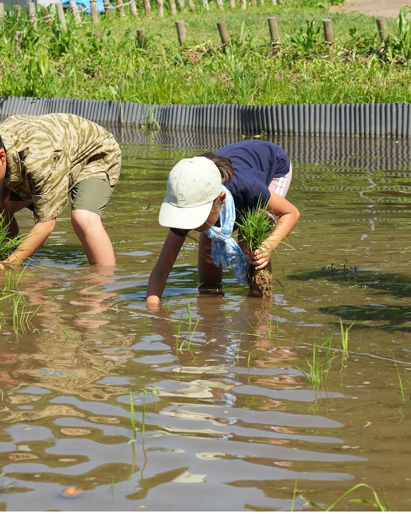 3年 ガニガラ田んぼ 田植え5