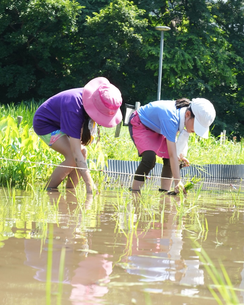 3年 ガニガラ田んぼ 田植え2