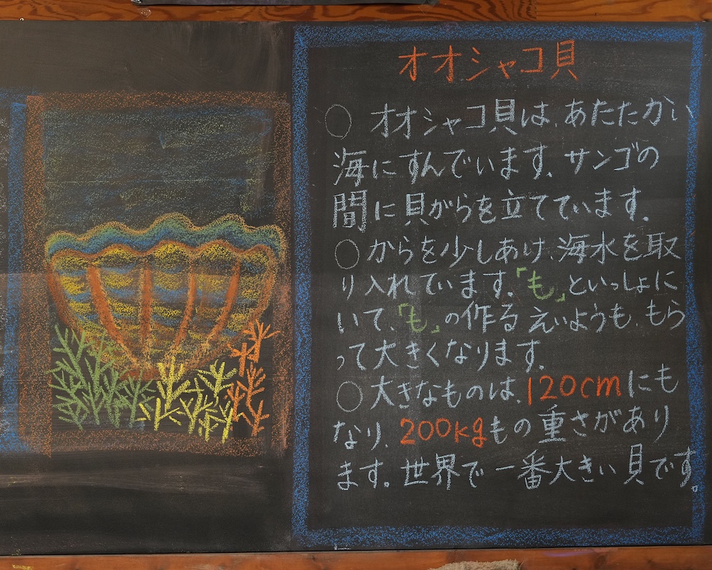 4年　動物学　黒板画　オオシャコ貝