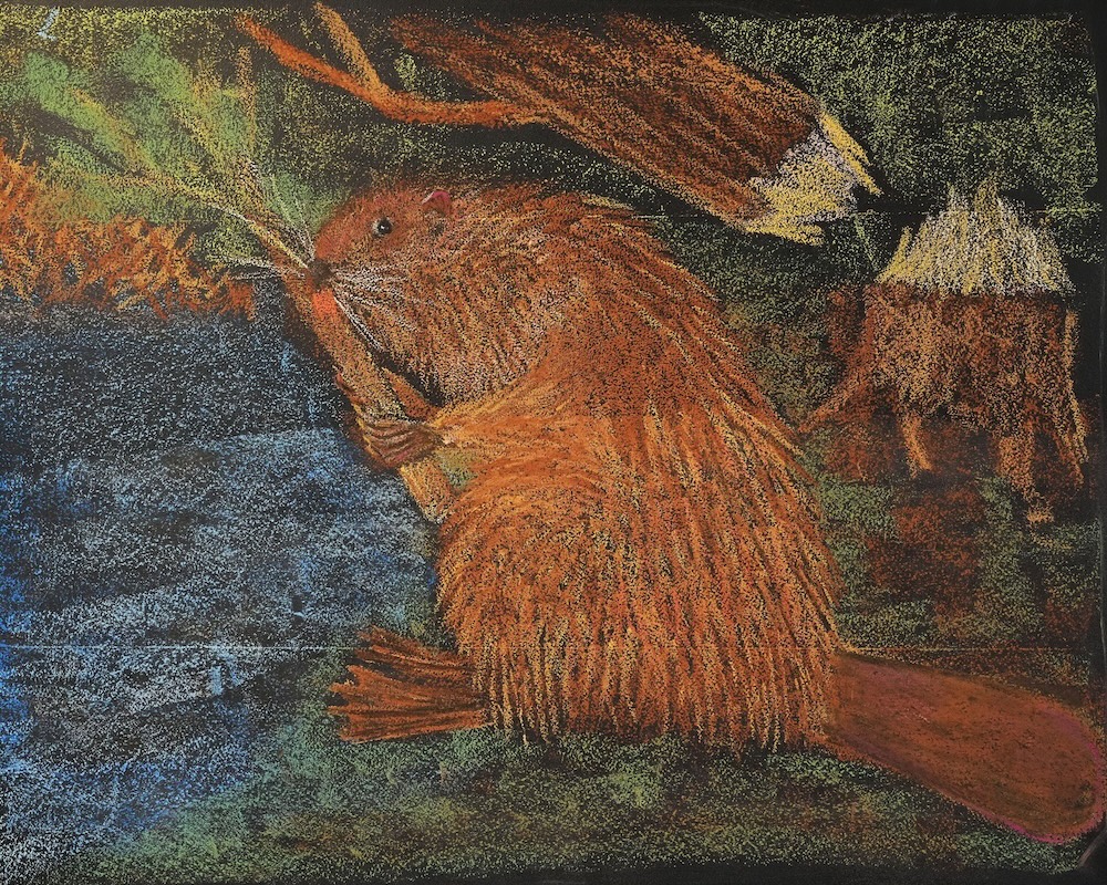 4年 動物学 黒板画 ビーバー