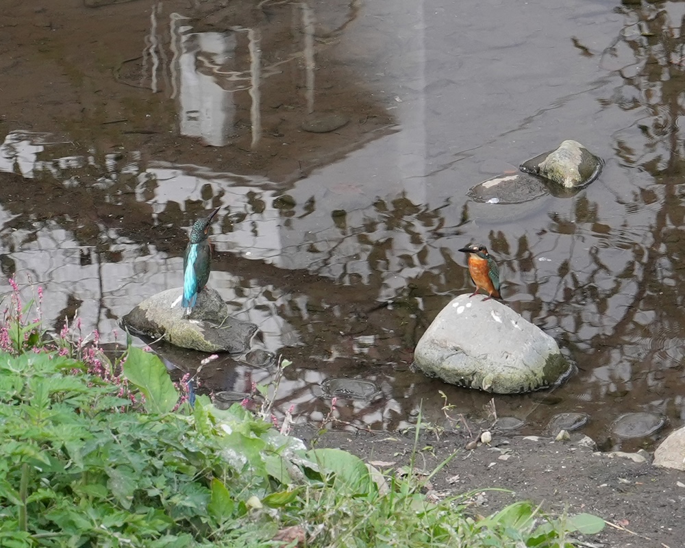 1年 お散歩 カワセミ