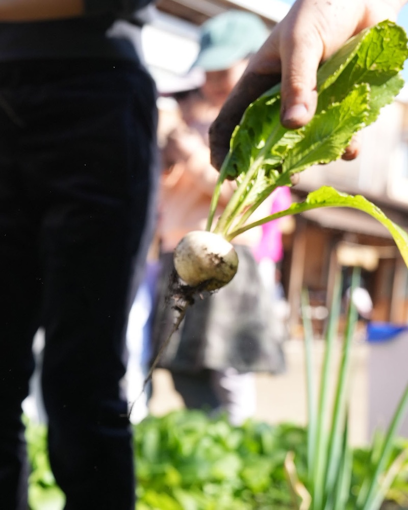 3年 収穫　さむね