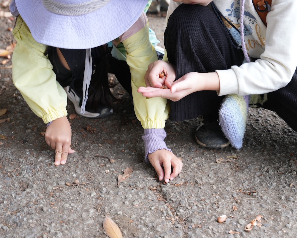 1年 お散歩 ドングリ拾い