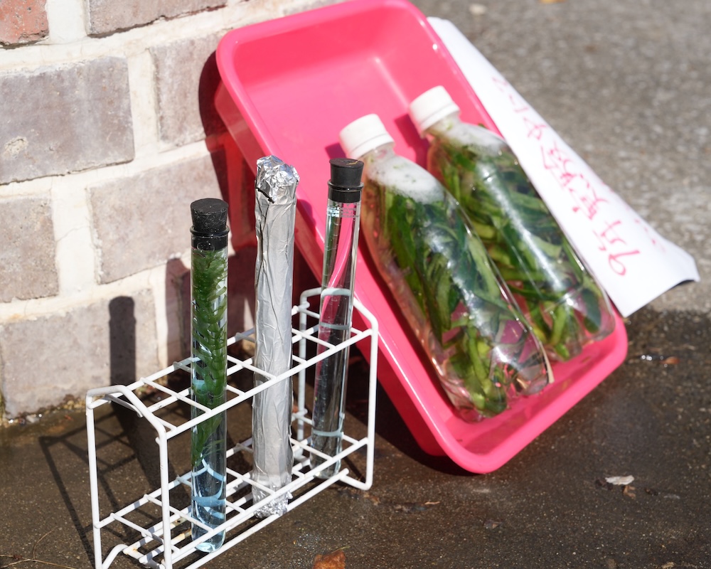 9年　化学　実験　光合成　高等部