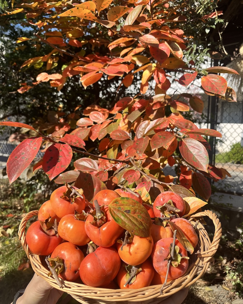 1年　干し柿作り　収穫