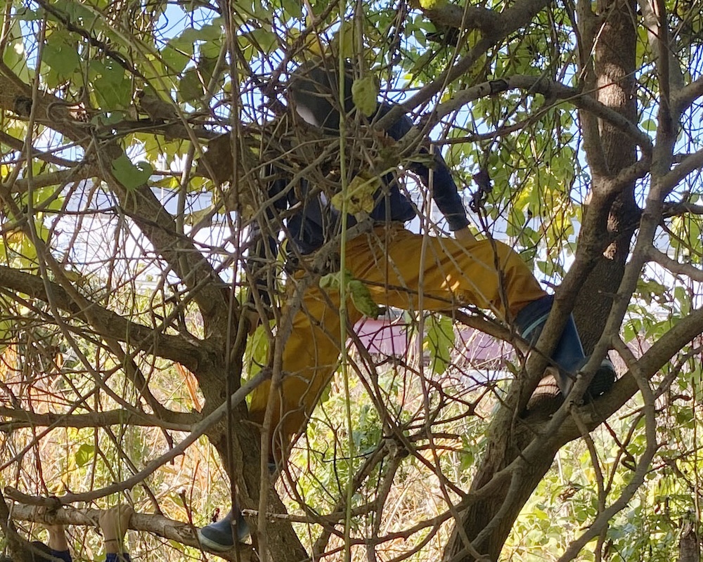 ２年　お散歩　木登り