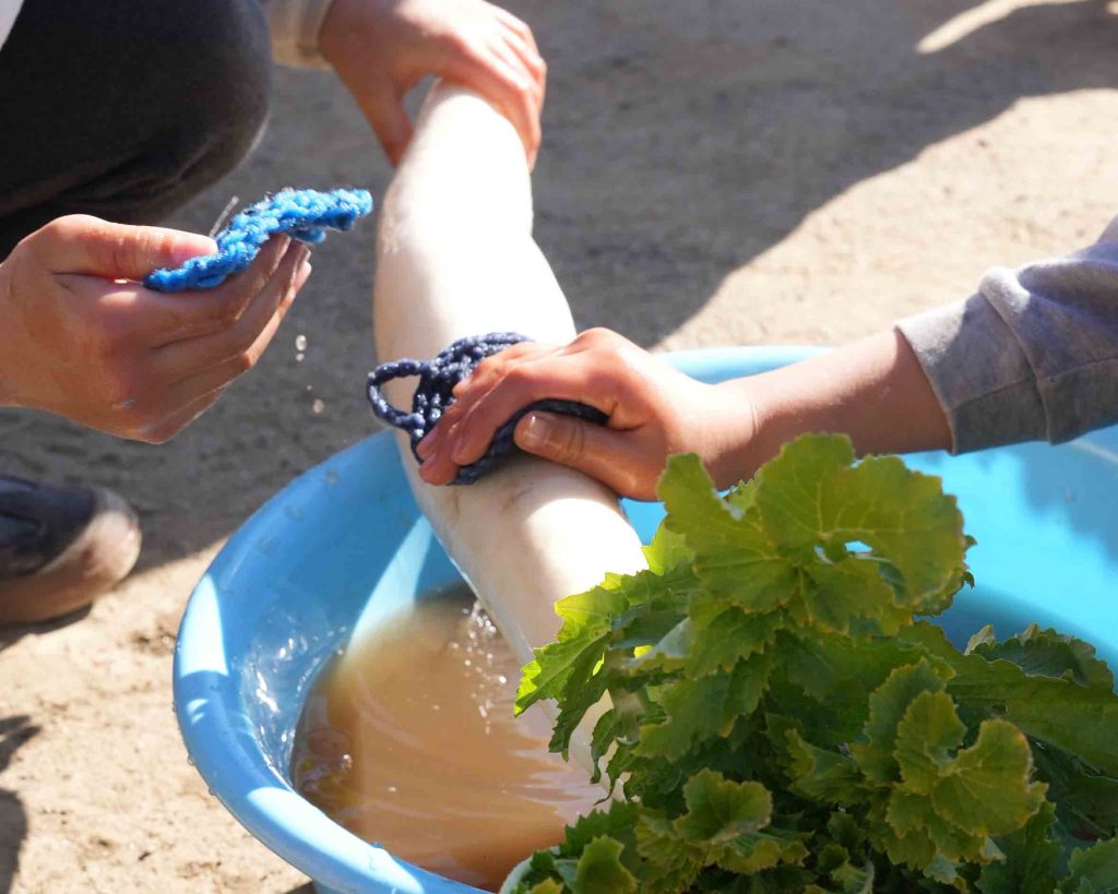 １年　大根　お漬物作り 泥落とし　たわし１