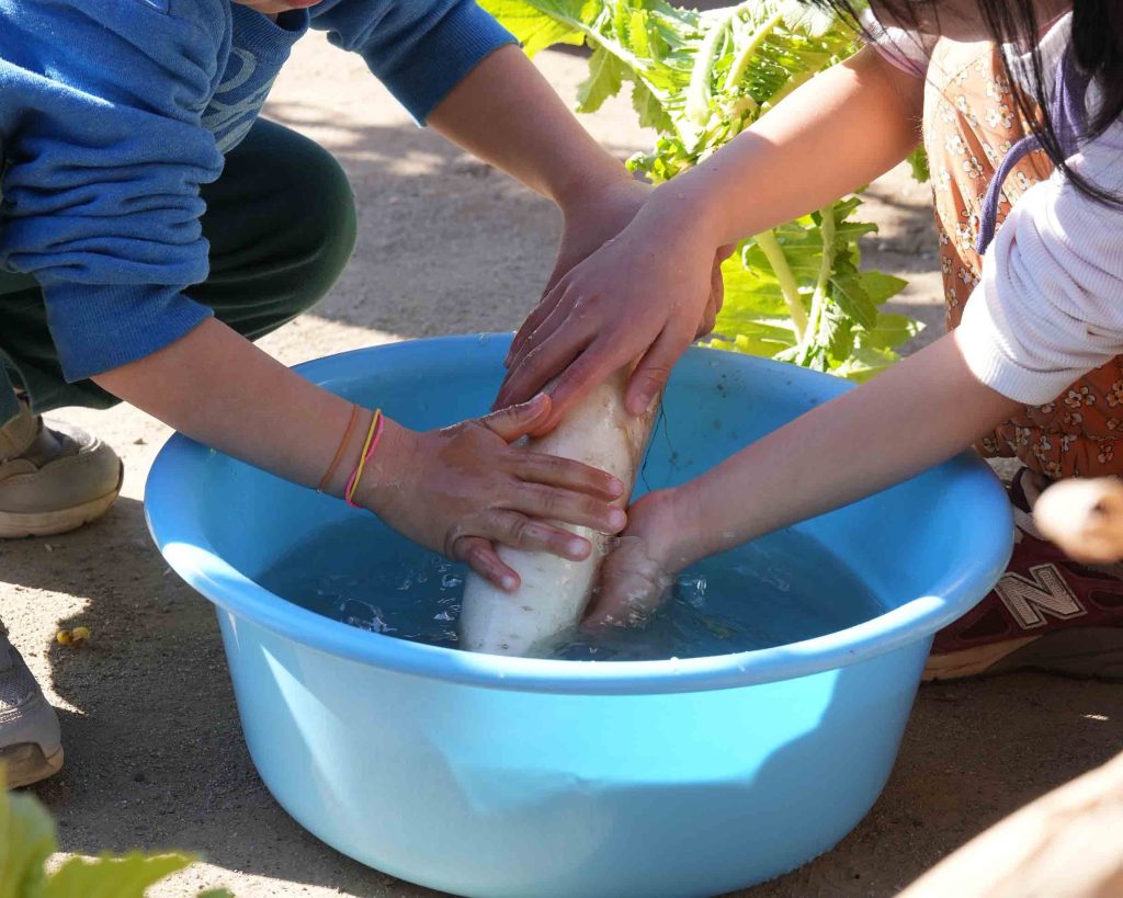 １年　大根　お漬物作り 泥落とし　素手