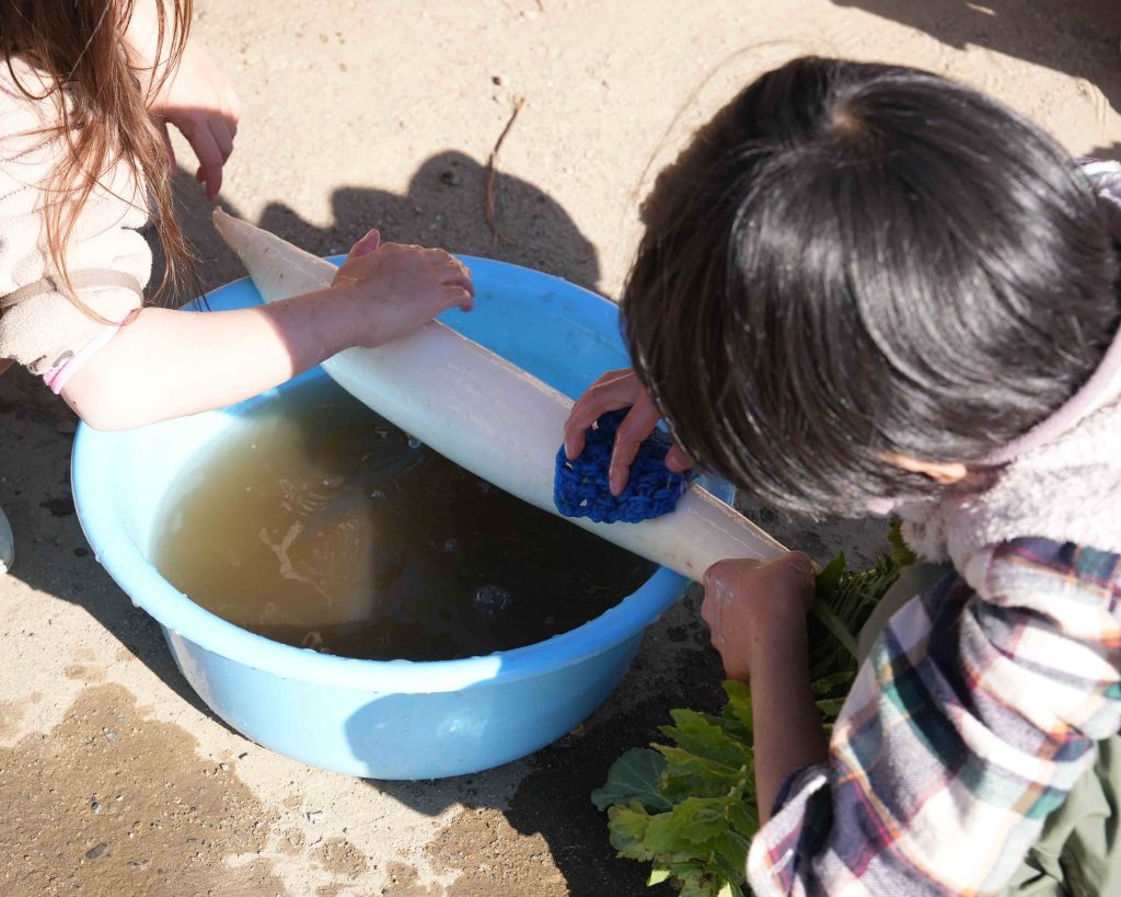 １年　大根　お漬物作り 泥落とし　たわし２