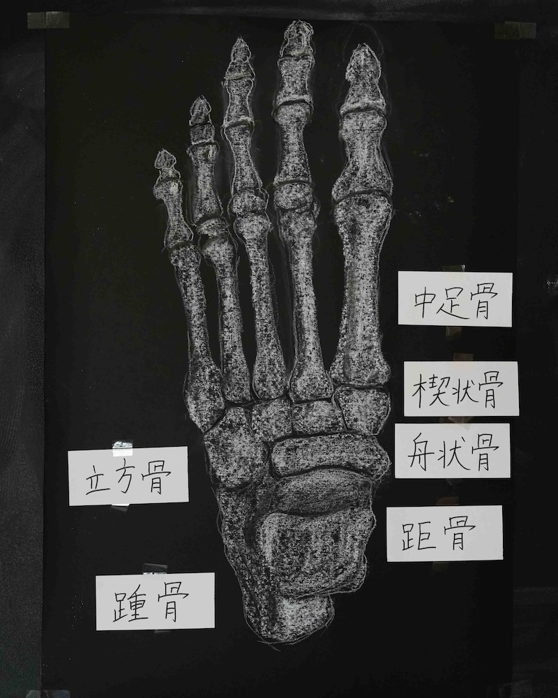 ８年　骨学　黒板画　足の甲