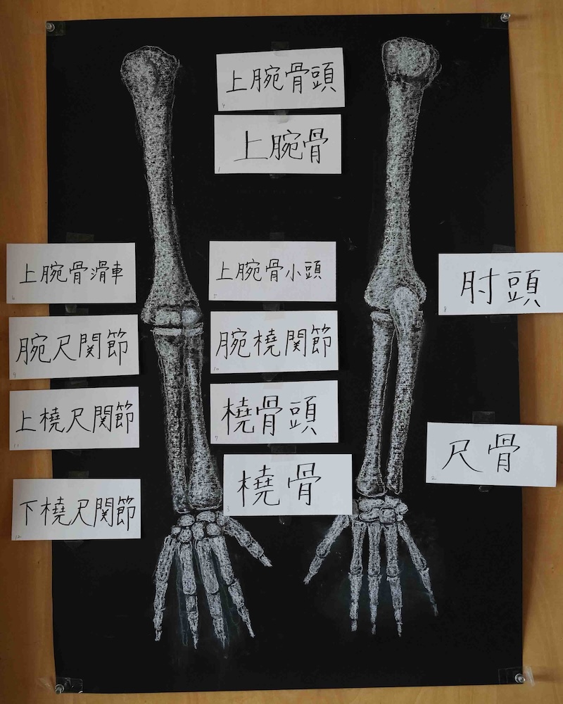 ８年　骨学　黒板画　腕