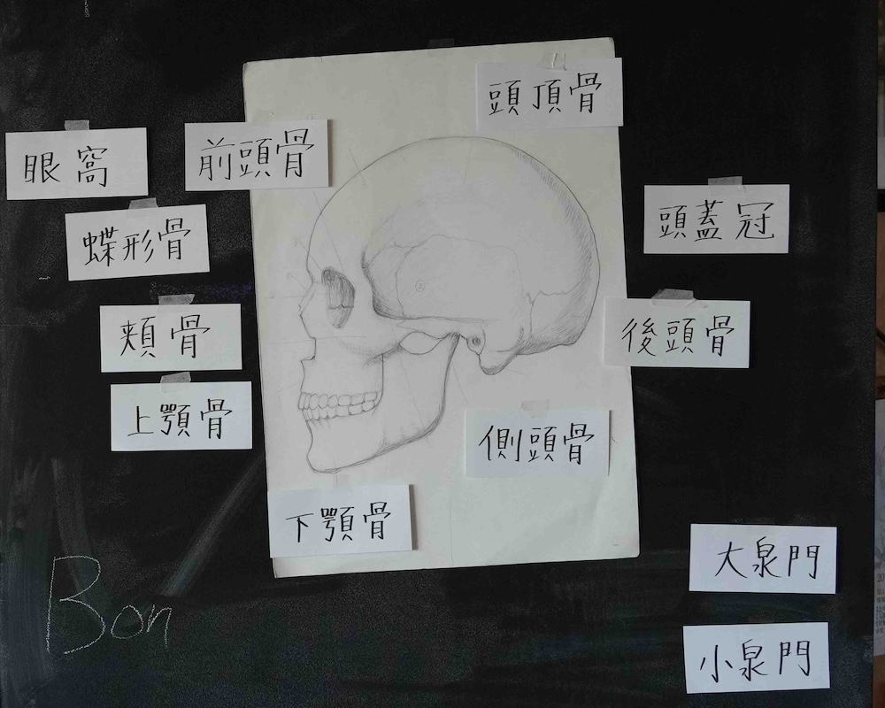 ８年　骨学　黒板画　頭蓋骨