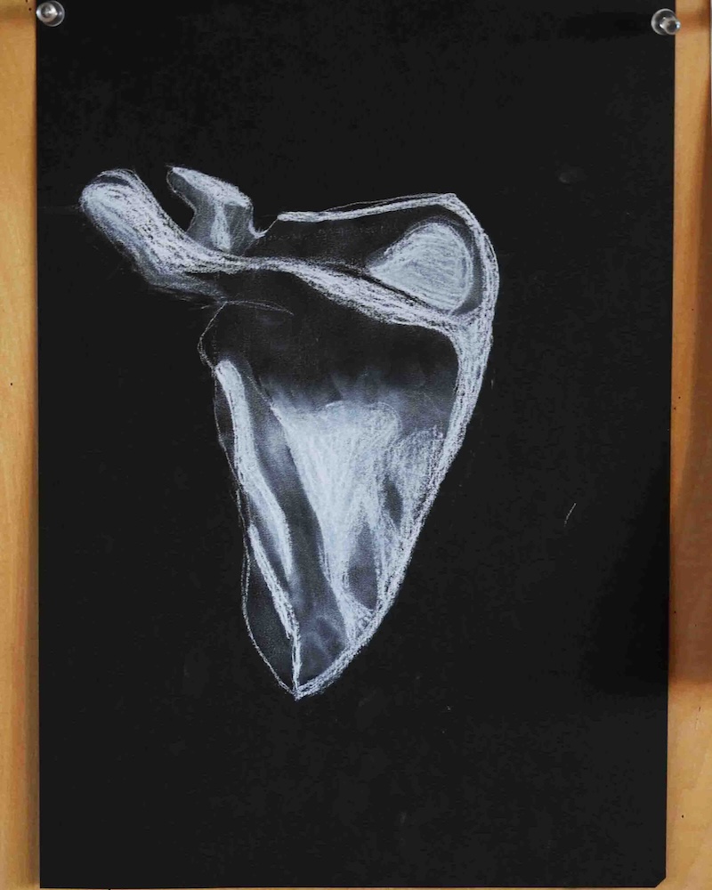 8年　骨学　エポック授業　　 肩甲骨４