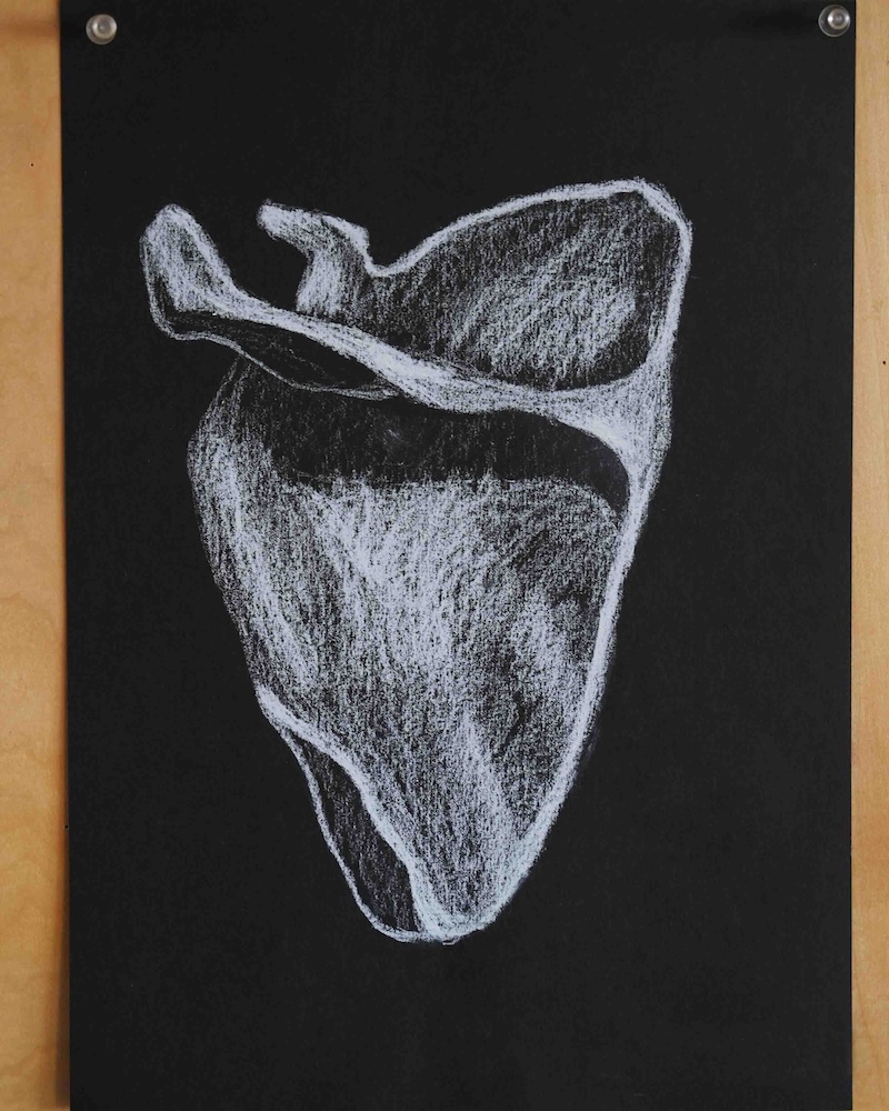 8年　骨学　エポック授業　　 肩甲骨５