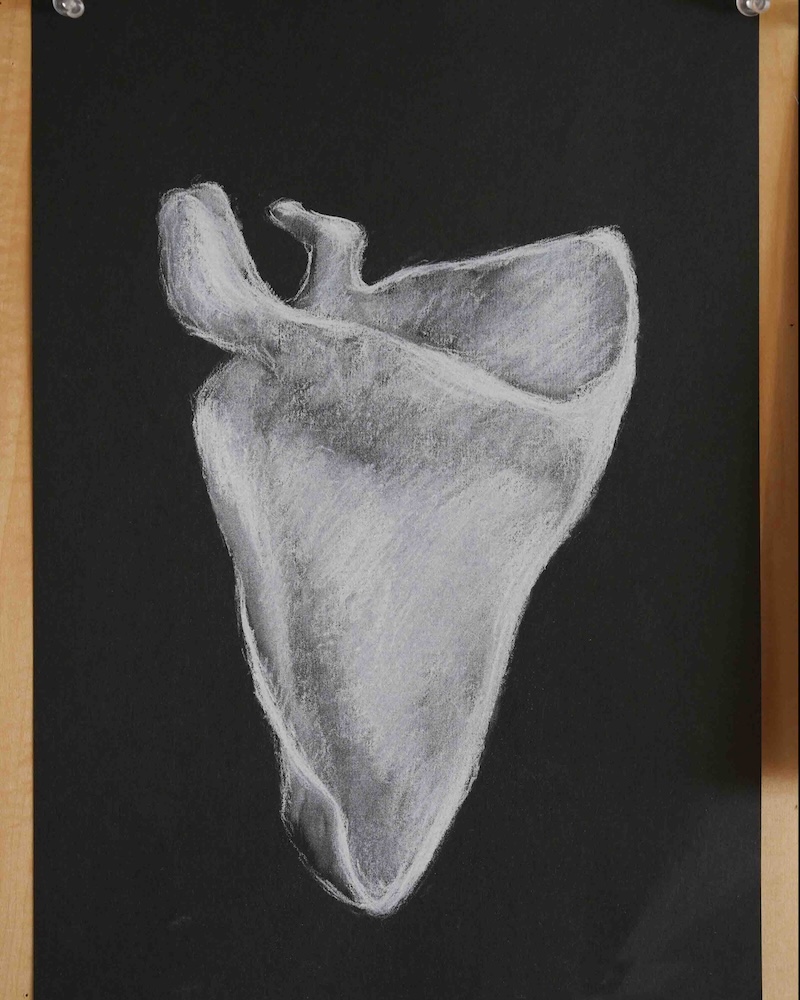 8年　骨学　エポック授業　　 肩甲骨２